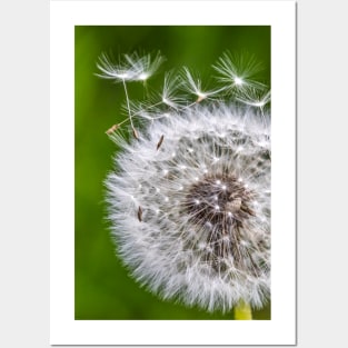 Dandelion Posters and Art